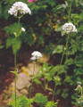 Valeriana (Valerian) Officinalis Perennial Seeds