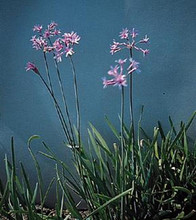 Tulbaghia Society Garlic Violacea John Rider