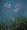 Tulbaghia Society Garlic Violacea John Rider