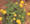 Trollius Globeflower Europeus