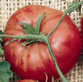 Trip L Crop Heirloom Tomato