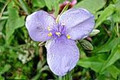 Tradescantia Spiderwort Ohioensis