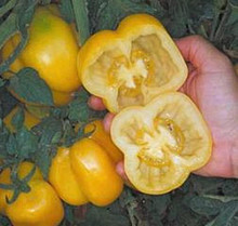 Yellow Stuffer Tomato