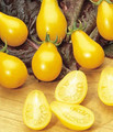 Yellow Pear Tomato