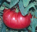 Watermelon Beefsteak Tomato