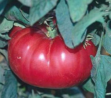 Watermelon Beefsteak Tomato