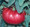 Watermelon Beefsteak Tomato