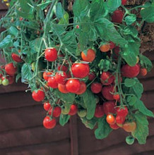 Very Cherry Cascade Tomato Seeds