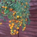 Tumbling Tom Yellow Tomato