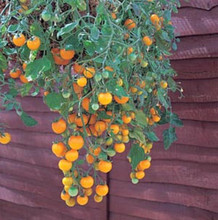 Tumbling Tom Yellow Tomato