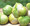 Tomatillo Toma Verde Tomato