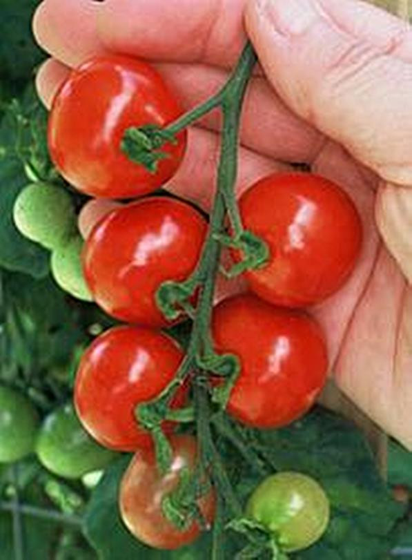 tiny tim tomato seeds tiny tim tomato seeds