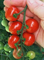 Tiny Tim Tomato
