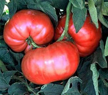 Tiffen Mennonite Tomato