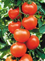 Sweet Clustered Red Tomato