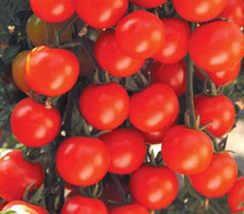 Sweet Baby Girl Tomato