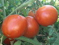 Super Sioux Tomato