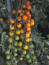 Sunsugar Tomato