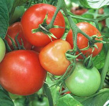Sub-Arctic Plenty Tomato