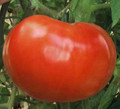 Supersteak Tomato