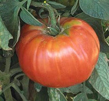 Soldacki Tomato
