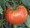 Soldacki Tomato