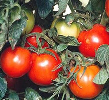 Siberian Tomato