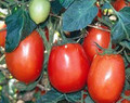 Rio Grande Tomato