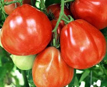 Red Pear Tomato