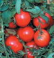 Oregon Spring Tomato
