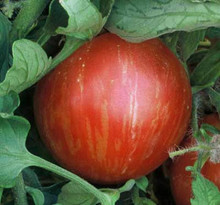 Mr Stripey Tomato