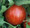 Mr Stripey Tomato