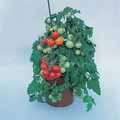Micro Tom Tomato
