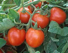 Large Red Cherry Tomato