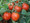 Large Red Cherry Tomato