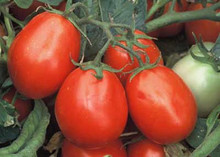 Health Kick Tomato
