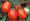 Health Kick Tomato