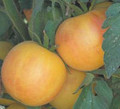 Garden Peach Yellow Slicer Tomato
