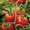 Fox Cherry Tomato