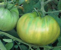 Evergreen Tomato