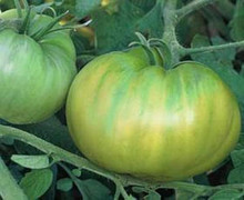 Evergreen Tomato