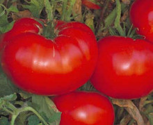 Delicious Tomato Seed - Record Breaking Size 7lbs