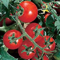 Chadwick Cherry Tomato Seeds