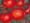 Celebrity Vfnt Tomato