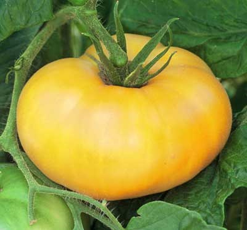Brandywine Yellow Tomato Seeds