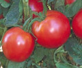 Bradley Tomato Seeds