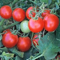 Baxter Early Bush Cherry Tomato