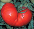 Beefsteak Tomato