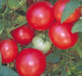 Arkansas Traveller Tomato Seeds