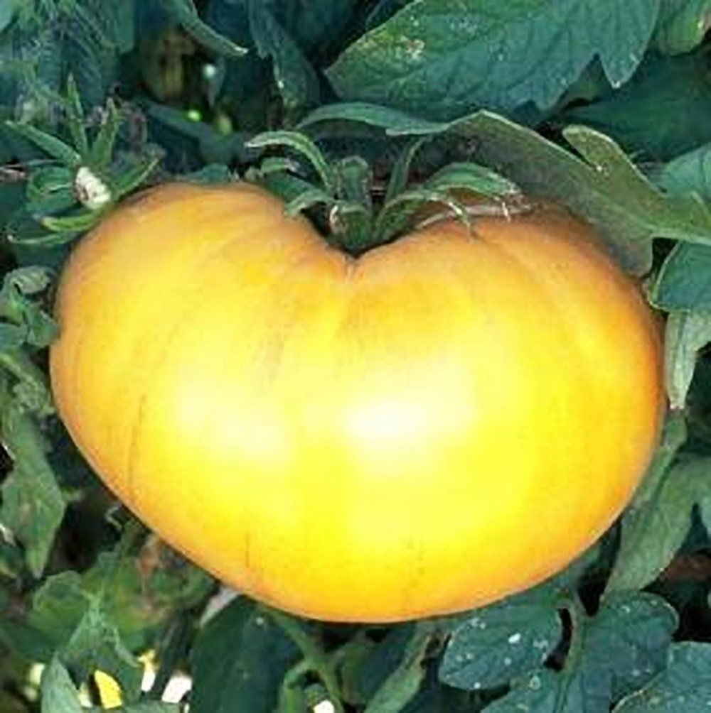 Azoychka Tomato Seeds - 50+ Russian Heirloom, Indeterminate, Easy To Grow 7 thumbnail image